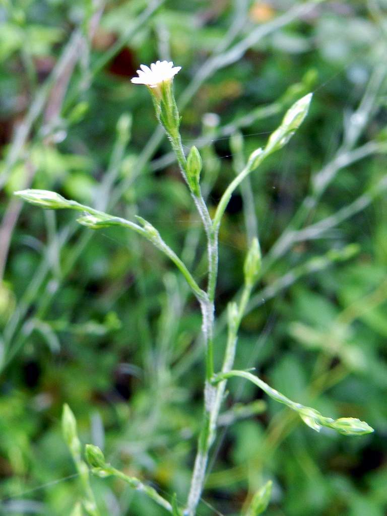 Symphyotrichum squamatum